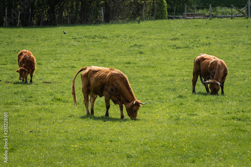 Vaches dans un pré