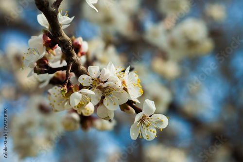 Spring Bloom