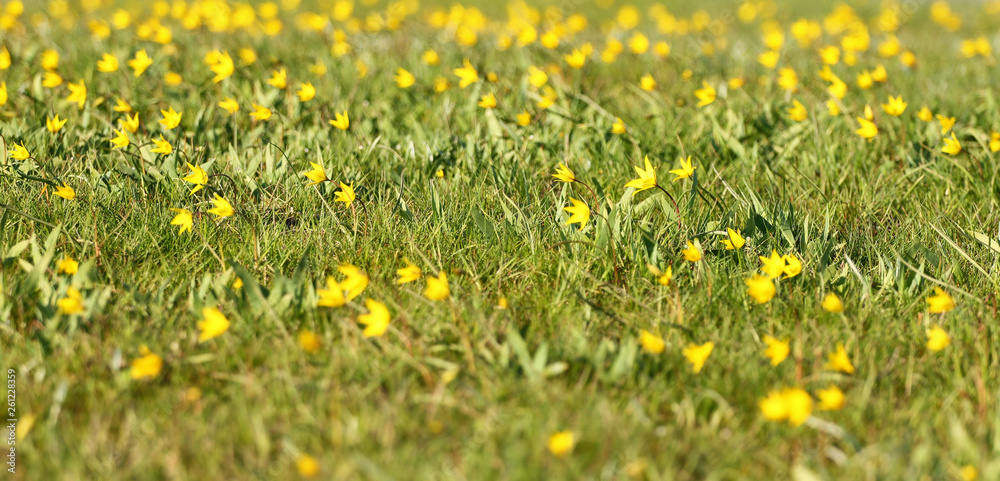 Obraz premium Floral background spring, wild tulips, Biberstein tulip, yellow floral beautiful background