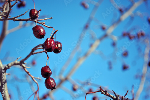 Crataegus (hawthorn, quickthorn, thornapple, May tree, whitethorn, hawberry) red ripe berries on branch without close up detail macro, blue sky background
