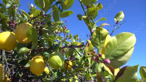 Blossoming lemons in healthy organic lemon garden. Lemons Growing On Tree Under The Sunny Rays