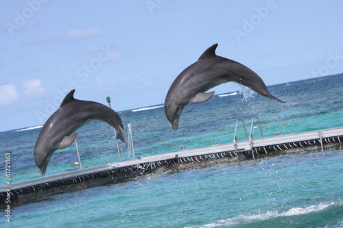 dolphins, animals, ocean