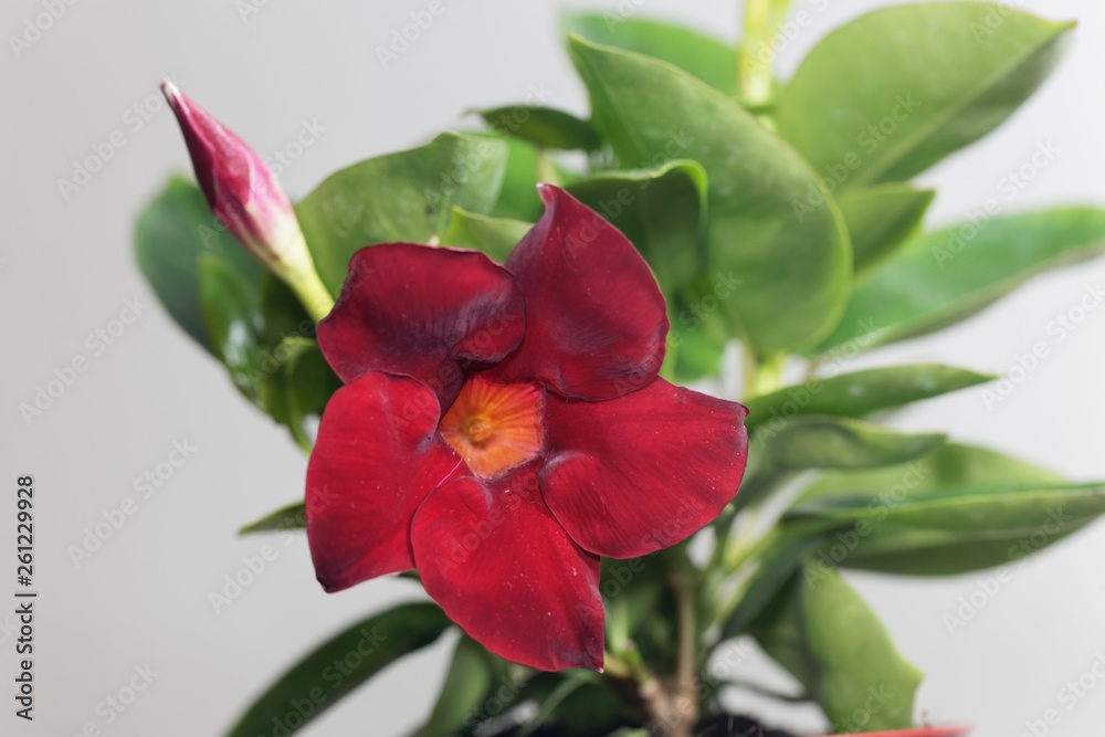 Brazilian Jasmine, Mandevilla sanderi. Brazilian Jasmine, Mandevilla sanderi.