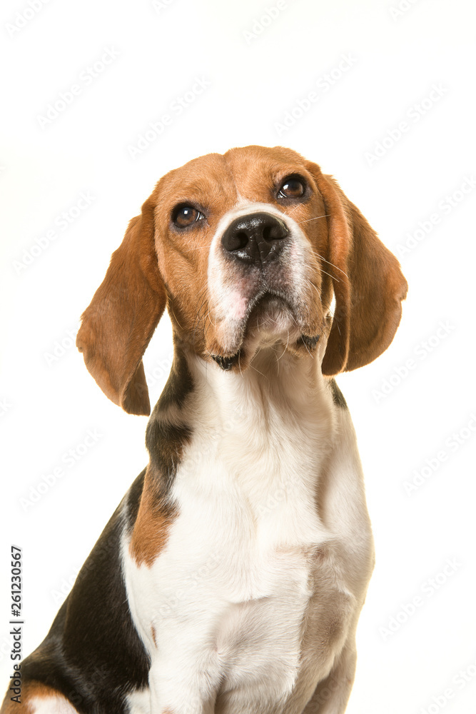 Portrait of a beagle dog looking up isolated on a white background in a vertical image