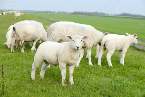 herd of sheep, lambs on meadow