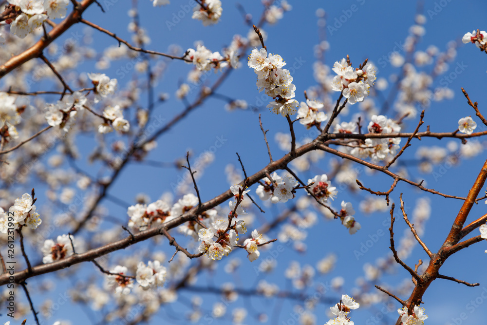 Beautiful flower apricot. Flowering apricot in spring. Beautiful flower apricot. Flowering apricot in spring.