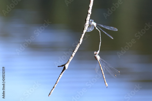 Blaue Federlibelle / Blue Featherleg / Platycnemis pennipes
