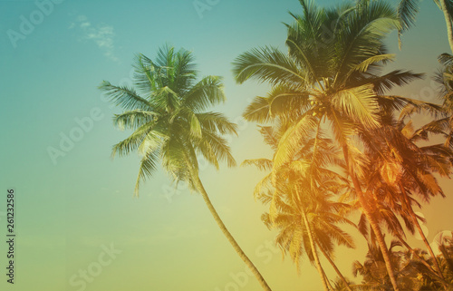 silhouette tropical palm tree