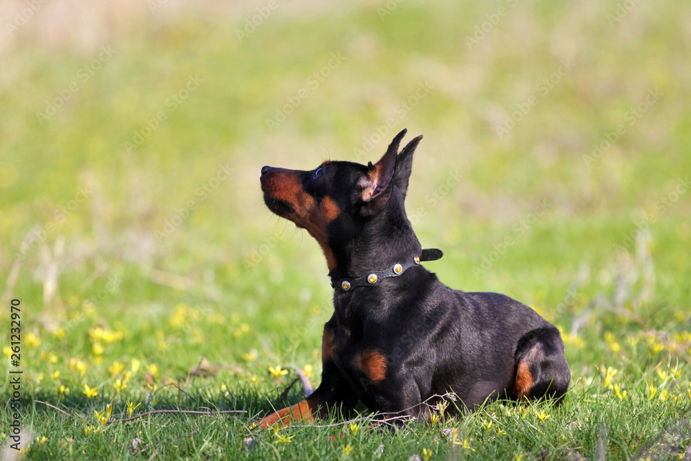 Spring portrait of a miniature pinscher breed dog in flowers Spring portrait of a miniature pinscher breed dog in flowers