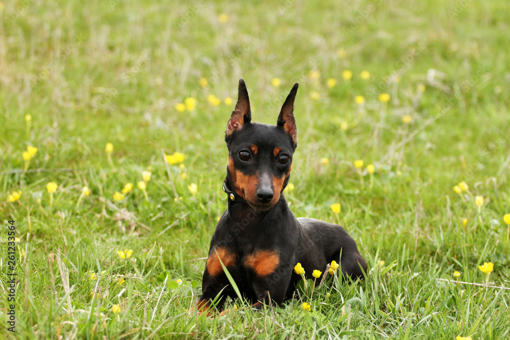 Spring portrait of a miniature pinscher breed dog in flowers Spring portrait of a miniature pinscher breed dog in flowers