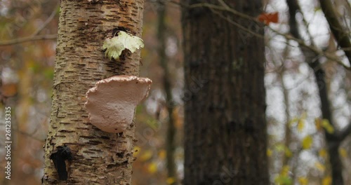 Wallpaper Mural mushroom on tree forrest woods Torontodigital.ca