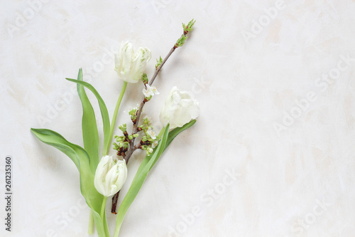 White tulips and tree branch with blooms on a bright background  flat lay style with a copy space