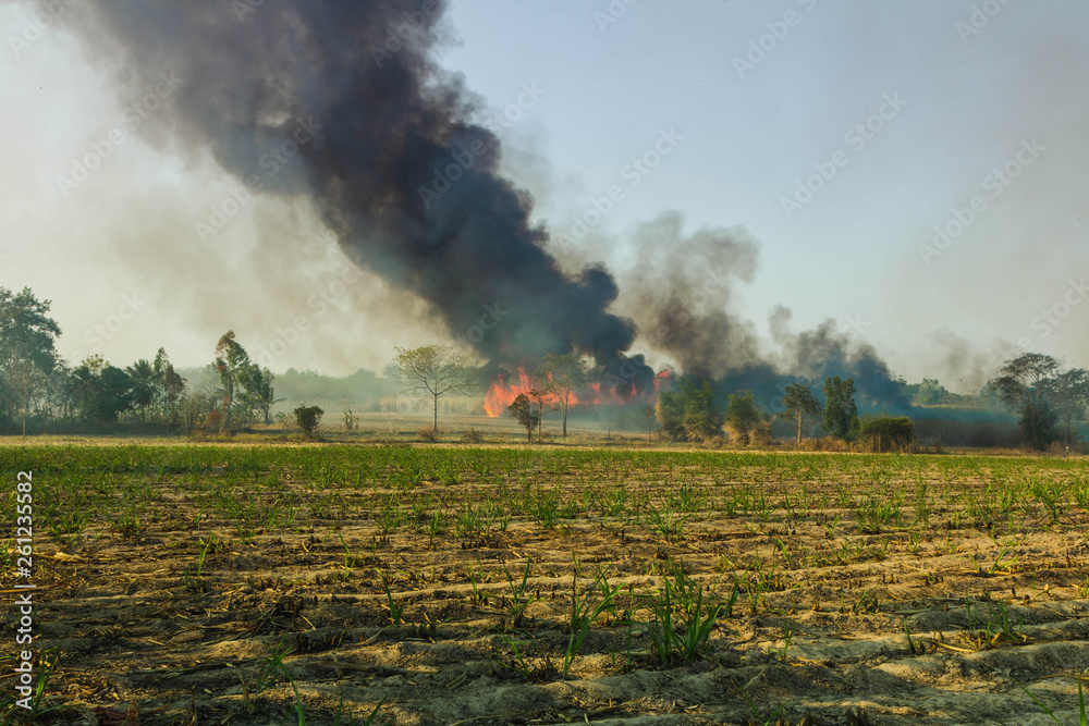 Wild fires that are spreading to sugarcane of farmers fields and have the large smoke groups