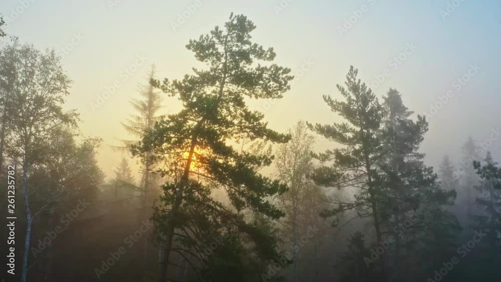 Sonnenaufgang im nebeligen Herbstwald