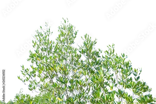 Mangrove plant with leaves branches on white isolated background for green foliage backdrop 