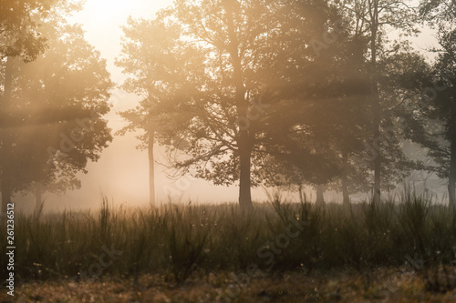 Palatinate Forest Morning