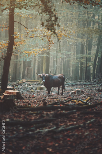 Die wilde Kuh im Wald