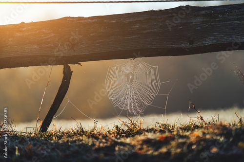 Spider's web at morning dew
