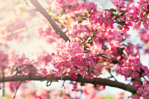 pink flowers on a twig of a flowering tree spring background.