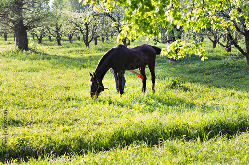 The horse is grazed on a green meadow sun-drenched.