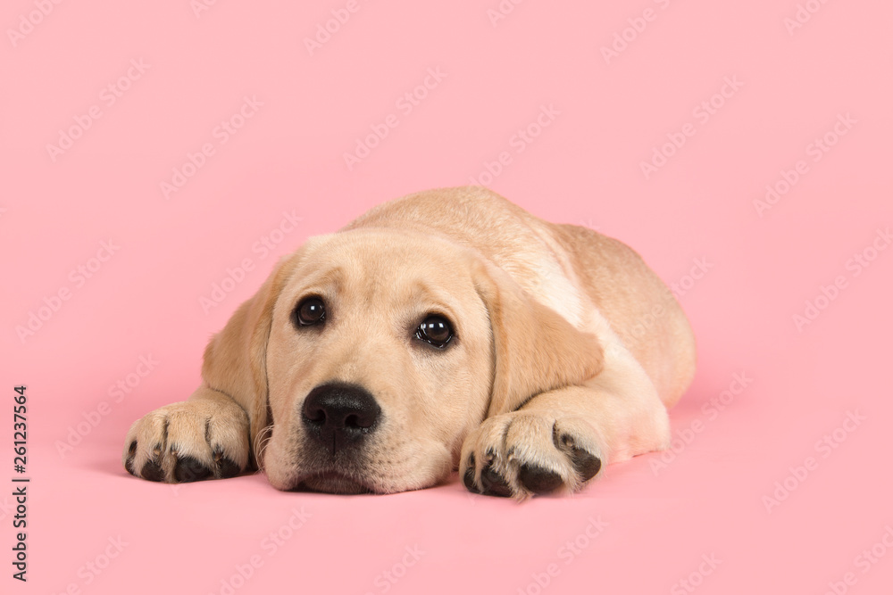 Labrador retriever puppy lying down on a pink background Labrador retriever puppy lying down on a pink background