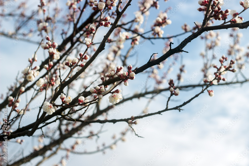 Branches of apricot with flowers and buds against the blue sky. Branches of apricot with flowers and buds against the blue sky.