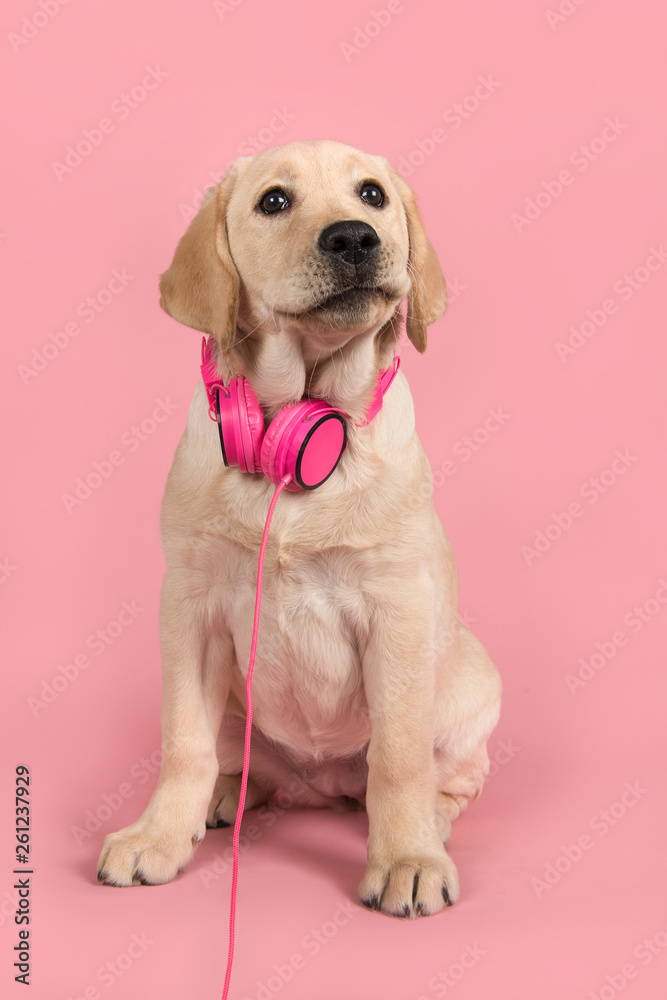 Cute blond labrador retriever with pink headphones on a pink background