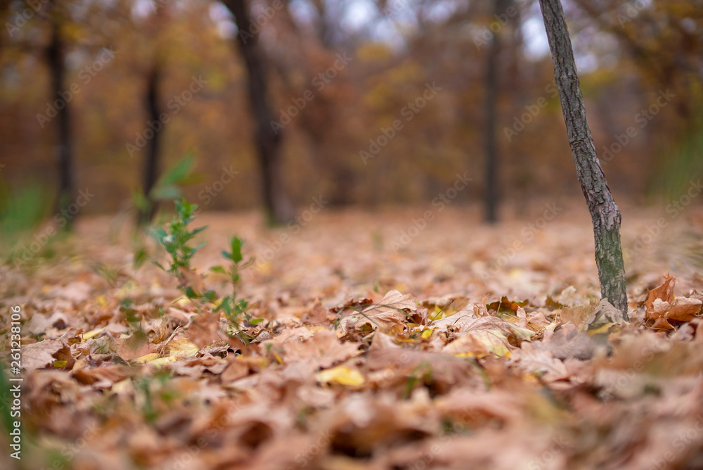 Autumn tree and small green plants in park Autumn tree and small green plants in park