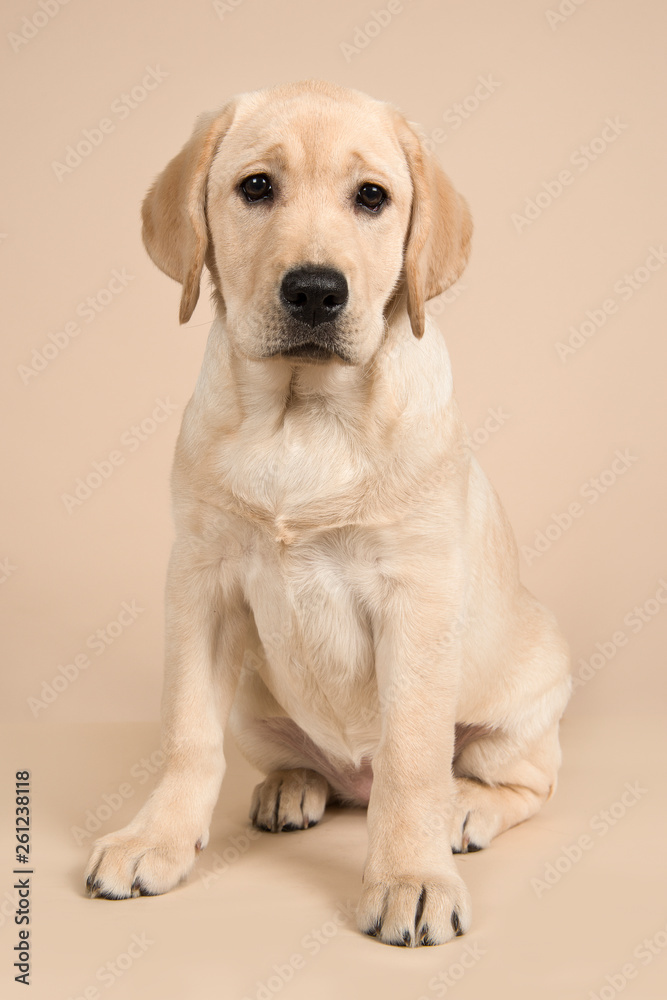 Blond labrador retriever looking at the camera sitting on a sand colored background