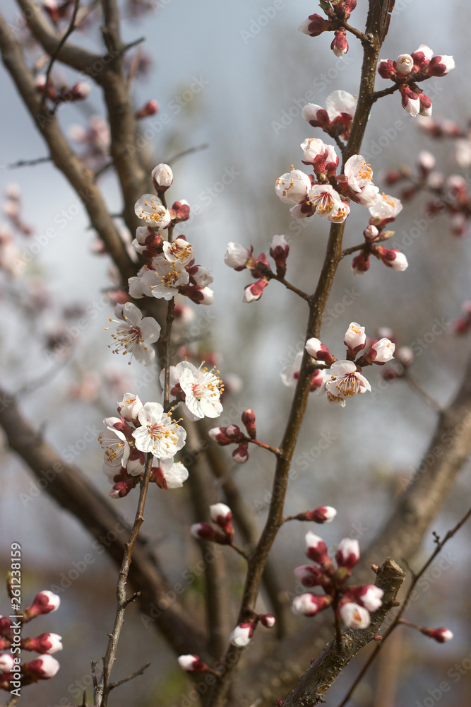 Branches of apricot with flowers and buds against the blue sky.