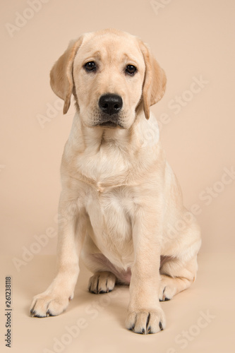 Blond labrador retriever looking at the camera sitting on a sand colored background