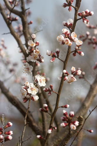 Obraz na płótnie Branches of apricot with flowers and buds against the blue sky. w salonie