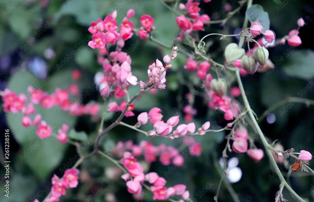 Exotic pink wine flowers in soft light airy spray of small blooms in spring light. Exotic pink wine flowers in soft light airy spray of small blooms in spring light.