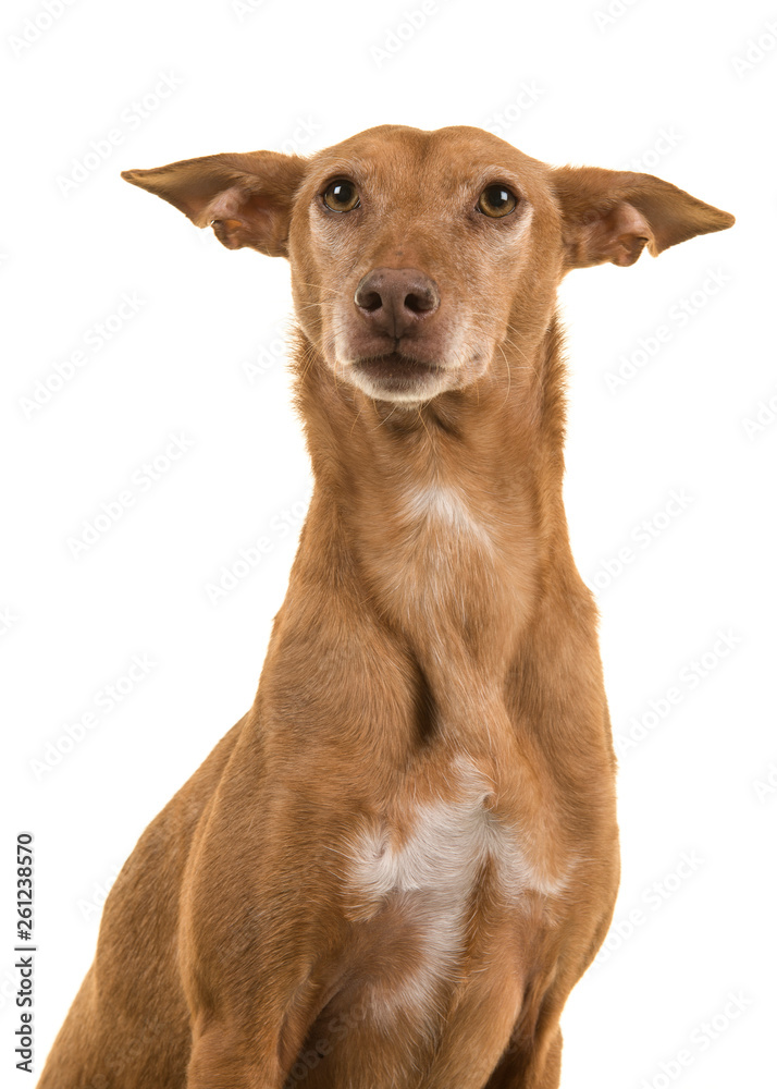 Portrait of a cute podenco andaluz isolated on a white background