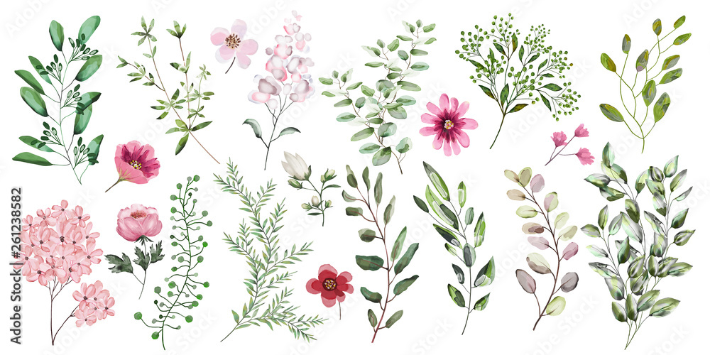 Watercolor illustration. Botanical collection. A set of wild and garden herbs, .decorative flowers. Leaves, flowers, branches and other natural elements. All figures are isolated on white background.