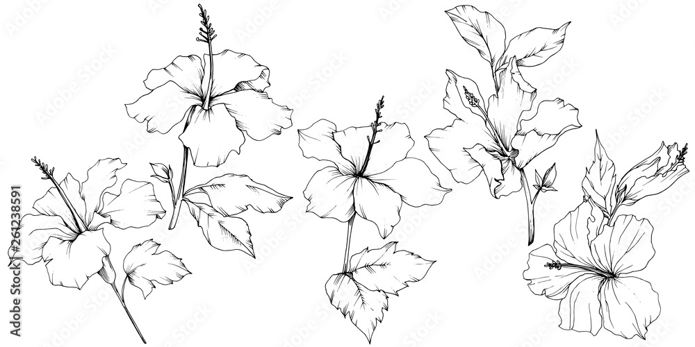 Vector Hibiscus floral botanical flower. Black and white engraved ink art. Isolated hibiscus illustration element.