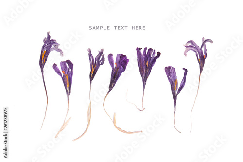 Pressed and dried spring violet saffron flowers on a white