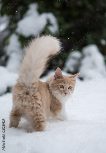 cute cream colored maine coon kitten standing in deep snow looking back at camera