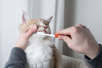 cream colored maine coon cat getting teeth brushed by owner
