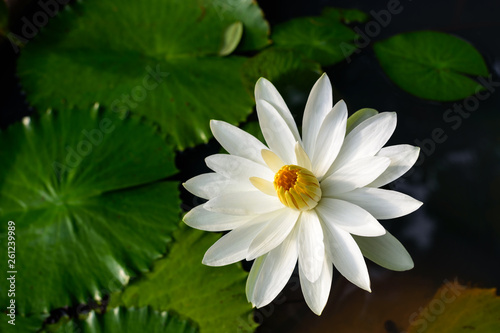 Close up of white Water Lily with green leaf in the pond, Nature botanical Background