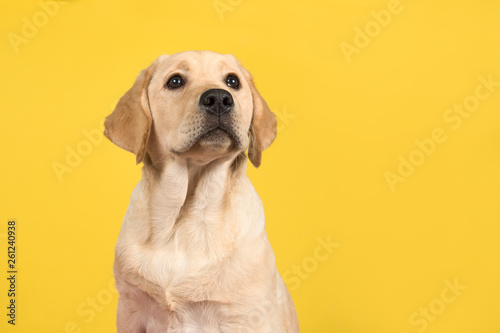 Portrait of a blond labrador retriever puppy looking up on a yellow background