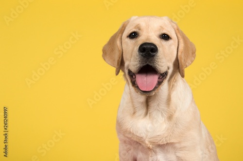 Portrait of a blond labrador retriever puppy  on a yellow background