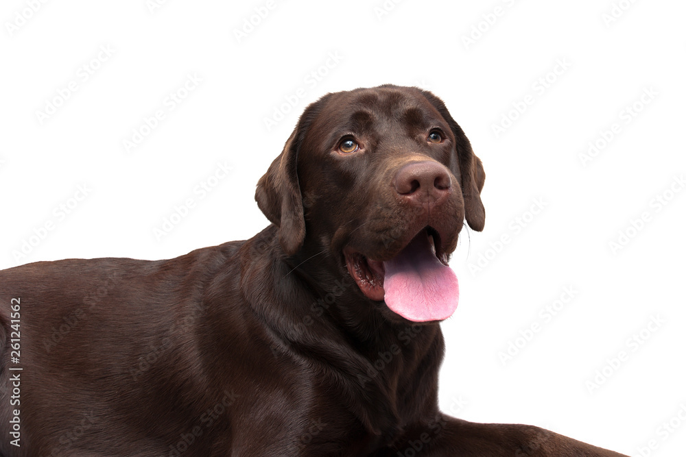 Labrador portrait on a white background. Labrador portrait on a white background.