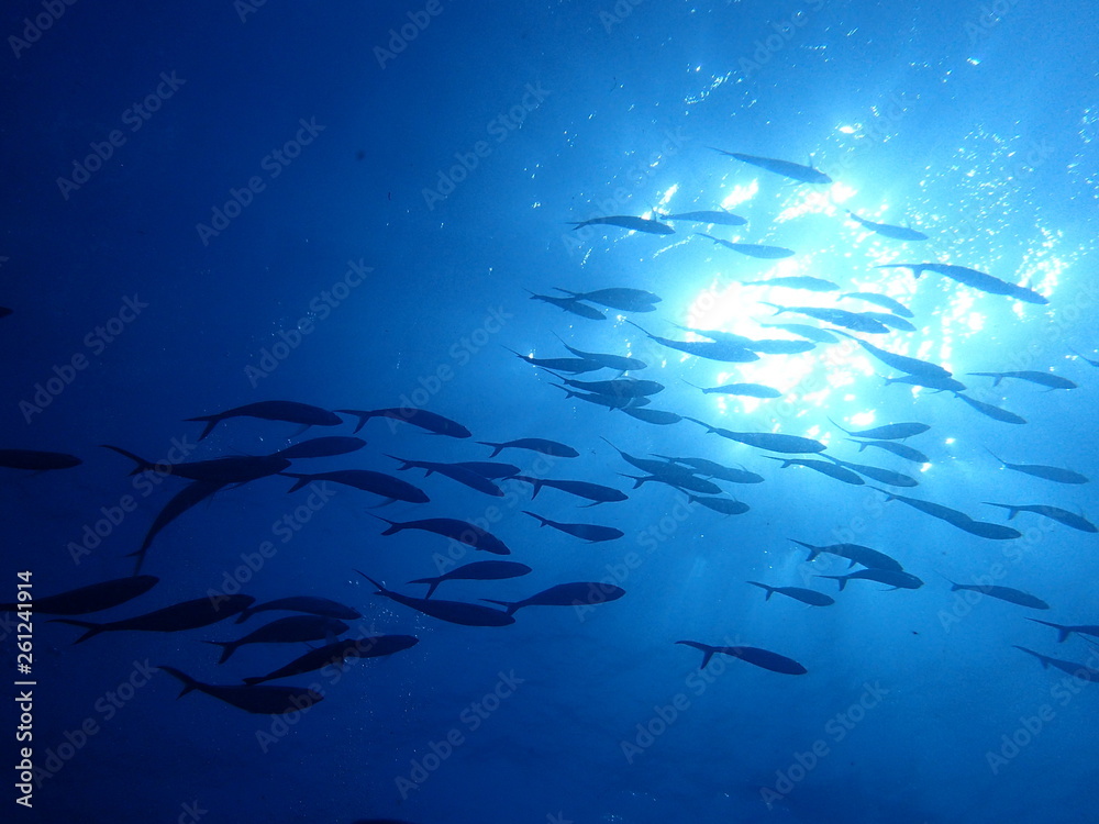 Fototapeta premium 逆光の中を泳ぐ魚群