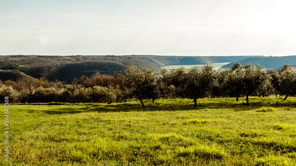 Olive trees in the croatian countryside
