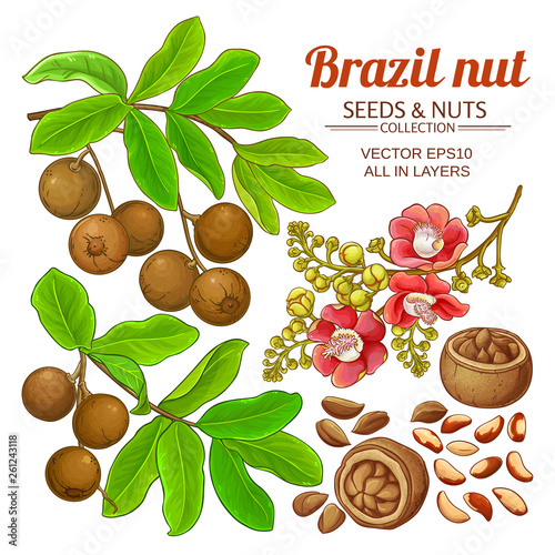 brazil nut vector set