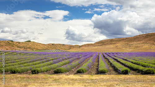 lavender field in New Zealand