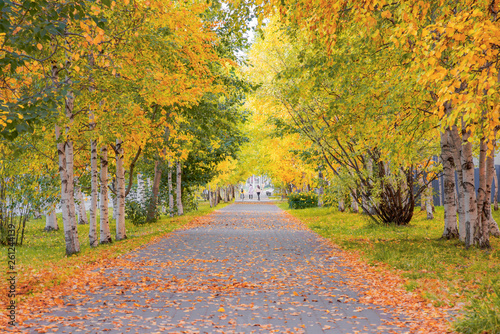 Autumn trees in park scenery with road of fall leaves