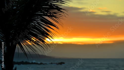 Sonnenuntergang hinter Palme