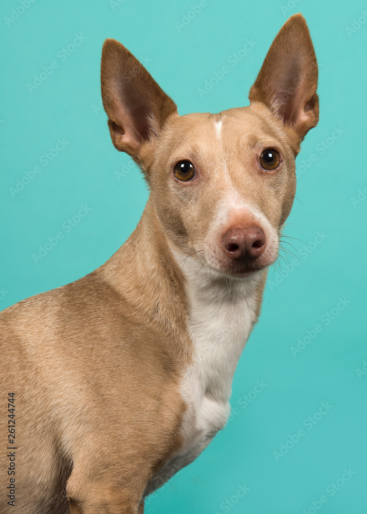 Portrait of a podenco maneto looking at the camera seen from the side on a turquoise blue background